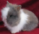 <p>welk type konijn is dit</p>