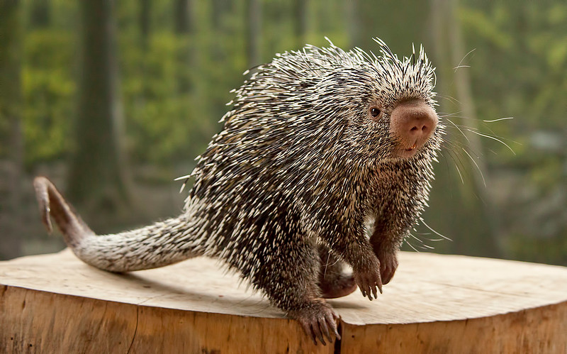 <p>Common Name: Prehensile-Tailed Porcupine </p><p>Order: Rodentia </p><p>Family: Erethizontidae </p>