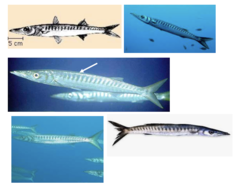 <p>Yellowmouth barracuda</p>