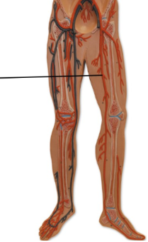 <p><span style="line-height: 17.375px;">Identify the blood vessel.&nbsp;</span></p>