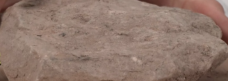 <p>Sedimentary rock formed from sand. Has sand-sized grains (coarse-grained = more energy in water required to move sand); typically forms in fast moving water like rivers or alluvial fans, lakes, deserts, beaches or tidal flats. </p><p><span style="background-color: transparent; font-family: "Libre Franklin", sans-serif;">Indicative of former beach, river channel or ocean floor environment. Most skeletons found in this type of sedimentary rock. When dinosaur ends up in bottom of river, it can be buried rapidly by sand.</span></p>