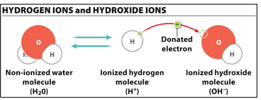 <p>Equal amount </p>