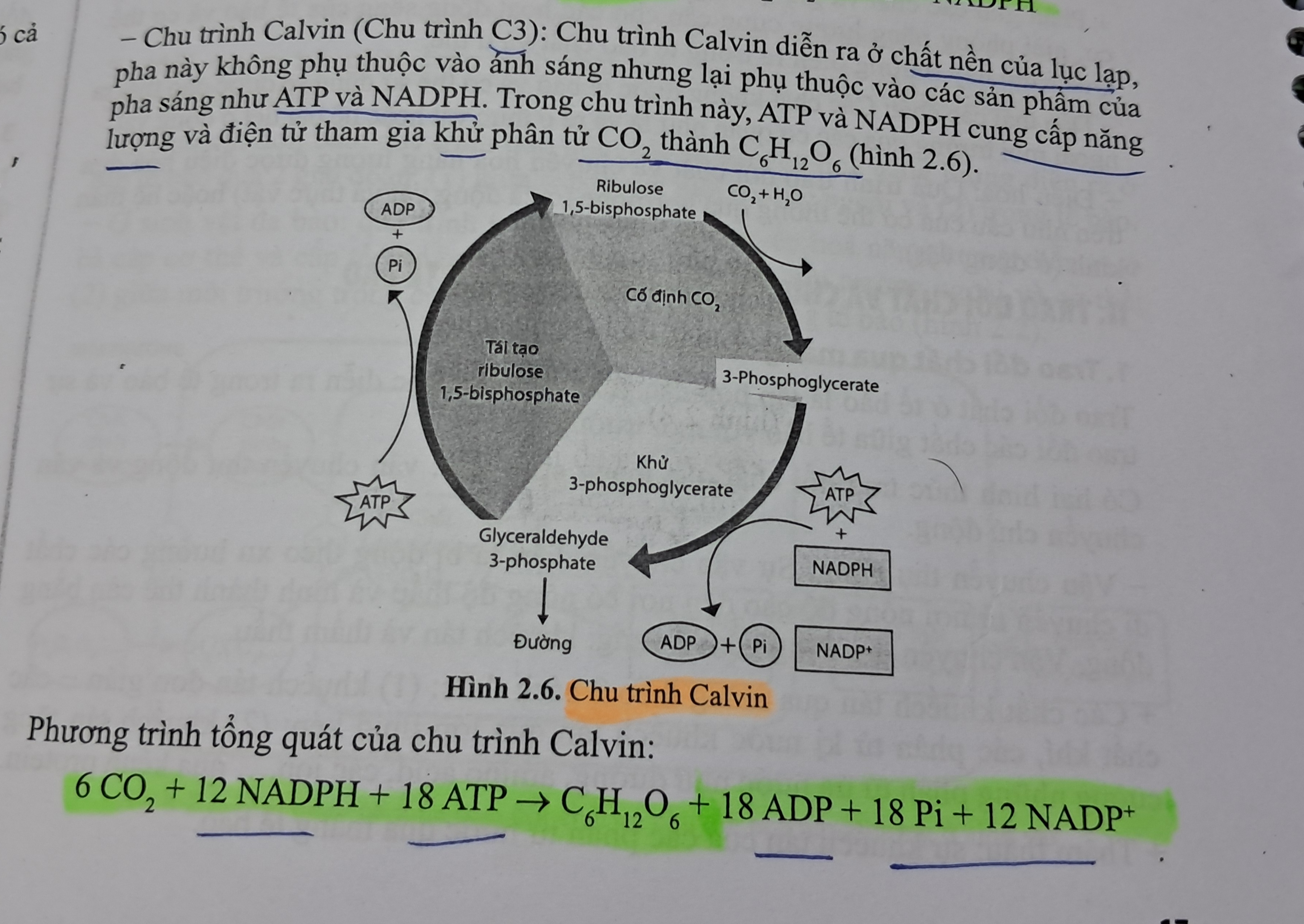 <p>- Diễn ra ở chất nền lục lạp</p><p>- Chu trình calvin: 6CO2 +12NADPH + 18ATP → C6H12O6 + 18ATP + 18Pi + 12NADP+</p><p></p>