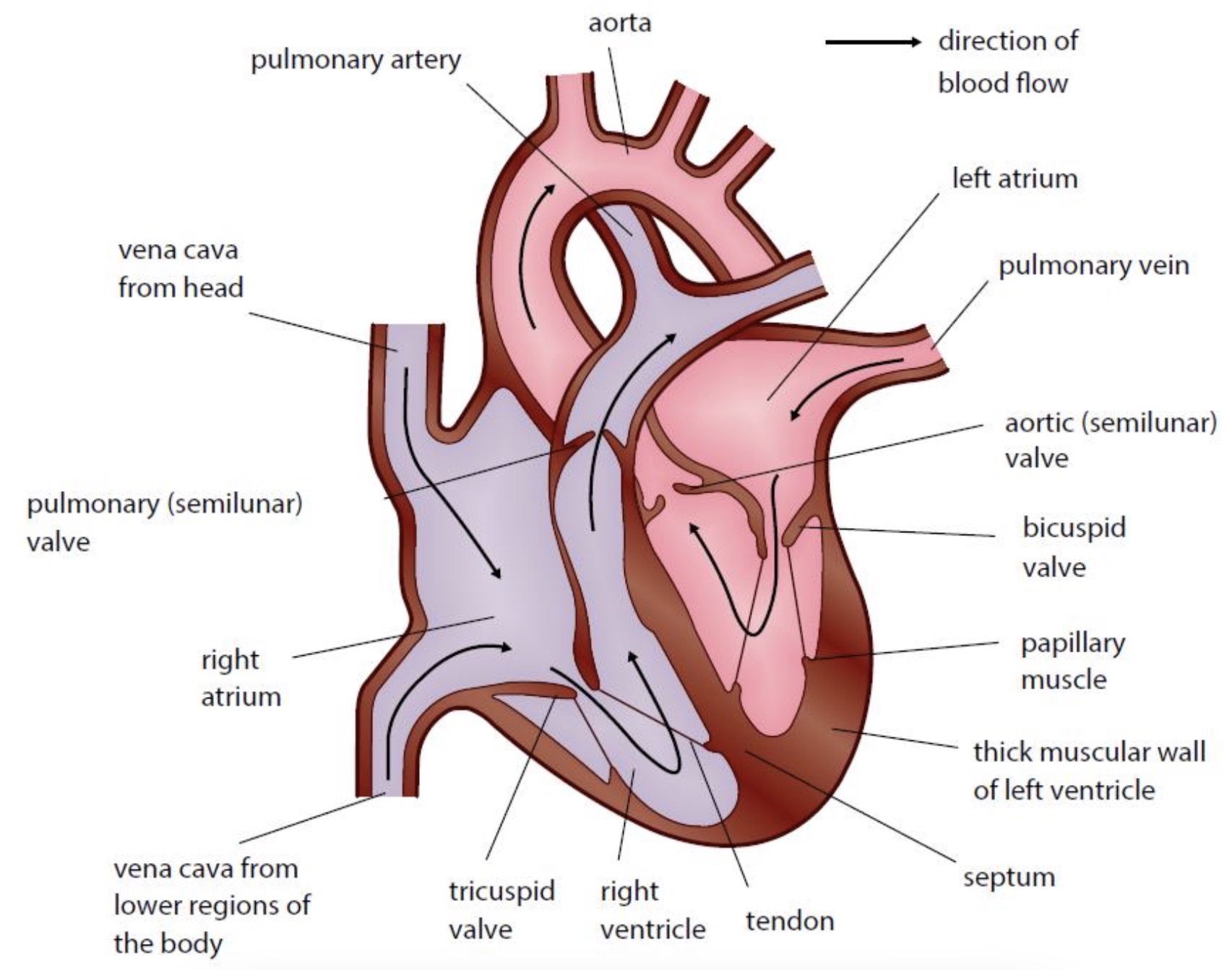 <p>Diagram of the heart and adaptations</p>