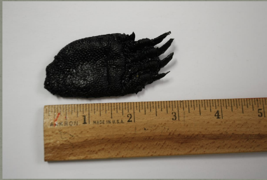 <p>Name this animal track</p>