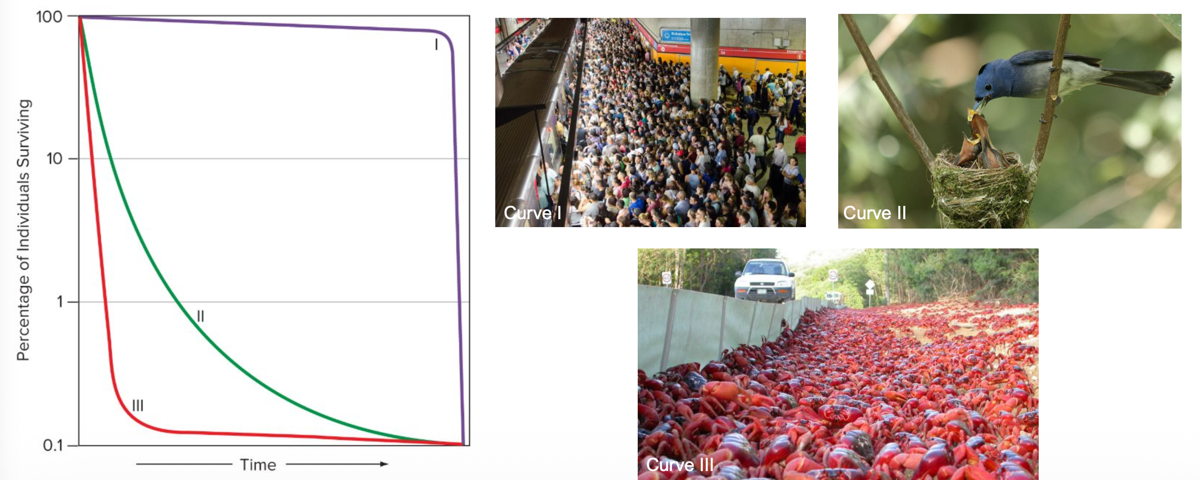 <p><strong><u>Demography</u></strong></p><p class="p1">• Each population or deme has a characteristic <strong>?,?,?</strong></p><p class="p1">• Animal species have different characteristic patterns of <strong>__</strong>:</p><p class="p2">• Curve I: ?</p><p class="p2">• Curve II: ?</p><p class="p2">• Curve III: ?</p>