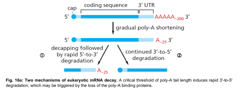 <ul><li><p>once mRNA molecules have been exported from the nucleus to the cytoplasm, several control mechanisms are available to regulate the rate at which mRNA is translated not its polypeptide</p></li></ul><p><u>Stability of mRNA </u></p><ul><li><p>determines the <u>duration</u> for which <u>translation</u> can occur </p></li><li><p><u>less stable</u> (i.e. the more rapidly an mRNA molecule is degraded) , the <u>less time</u> is available for it to be <u>translated</u> </p></li><li><p>mRNAs in eukaryotic cells are more stable than those present in prokaryotic cells, and thus have longer half-lives </p></li><li><p>half-life: time required for 50% of the initial amount of RNA to be degraded, varies among eukaryotic mRNAs </p></li></ul><p></p><p>stability of mRNA is affected by: </p><ol><li><p><strong>length of poly(A) tail </strong>i.e. mRNAs with longer poly(A) tails tend to be more stable than mRNAs with shorter poly(A) tails </p></li><li><p><strong>stabilising/destabilising sequences in the 3’ UTR </strong>i.e. these sequences contain binding sites for specific proteins that increase or decrease the rate of poly-A tail shortening </p></li></ol><p>2 mechanisms exist for the eventual decay of eukaryotic mRNA</p><ul><li><p>both begin with the <u>gradual shortening of the poly-A tail</u> by an <strong>exonuclease</strong>, a process that <u>starts</u> as soon as the mRNA reaches <u>the cytosol </u></p></li><li><p>this poly-A shortening acts as a timer that counts down the lifetime of each mRNA </p></li><li><p>once the poly-A tail is reduced to a <u>critical length</u> (about 25 nucleotides in humans), the two pathways <u>diverge</u> </p></li></ul><p>Pathway 1: the<mark data-color="red" style="background-color: red; color: inherit;"> 5’ cap is removed (a process called decapping)</mark> and the “exposed” mRNA is rapidly degraded from its 5’ end </p><p>Pathway 2: the <mark data-color="purple" style="background-color: purple; color: inherit;">mRNA continues to be degraded from the 3’ end</mark>, through the poly-A tail, into the coding sequences </p><ul><li><p>although 5’ to 3’ and 3’ to 5’ degradation are shown here on separate RNA molecules, these two processes can occur together on the same molecule </p></li><li><p>poly-A shortening controls the half-life of most eukaryotic mRNAs</p></li></ul><p></p><p></p>