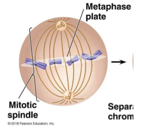 <p>imaginary plane equidistant between the two poles of the spindle</p>
