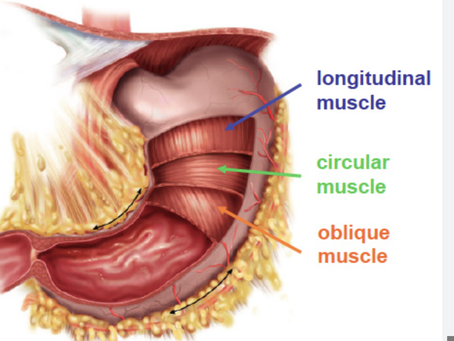 <p><span>facilitates the mechanical digestion, churning, and mixing of food with gastric juices to form chyme</span></p>