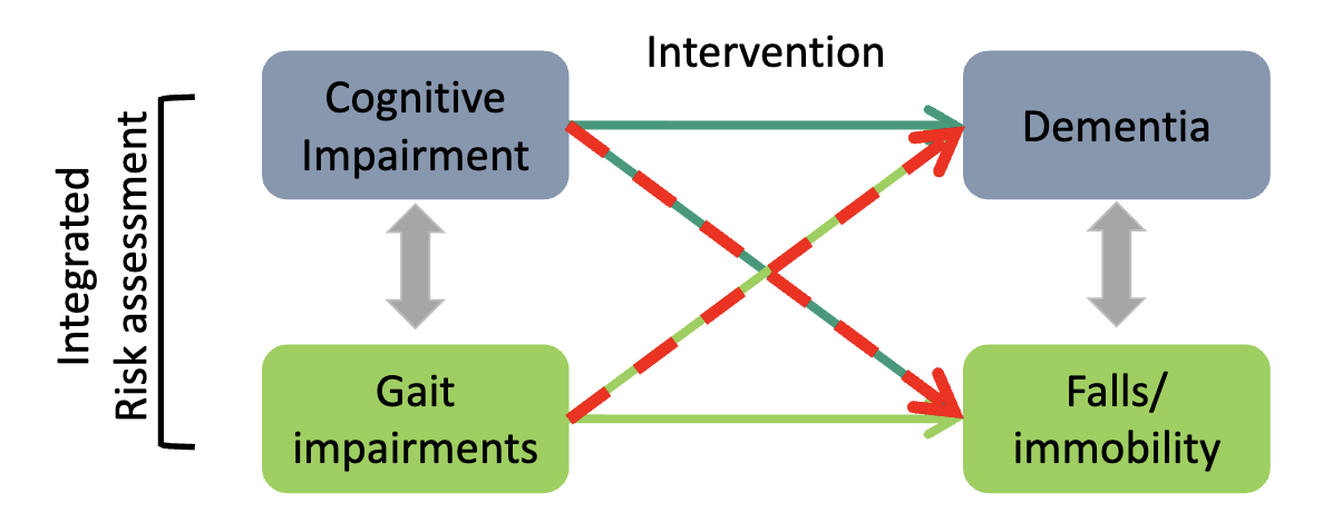 <p>→ <em>Gait and cognition are bidirectionally linked; both predict dementia and falls → assess together and target both in interventions.</em></p>