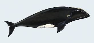 <p>Southern right whale</p>