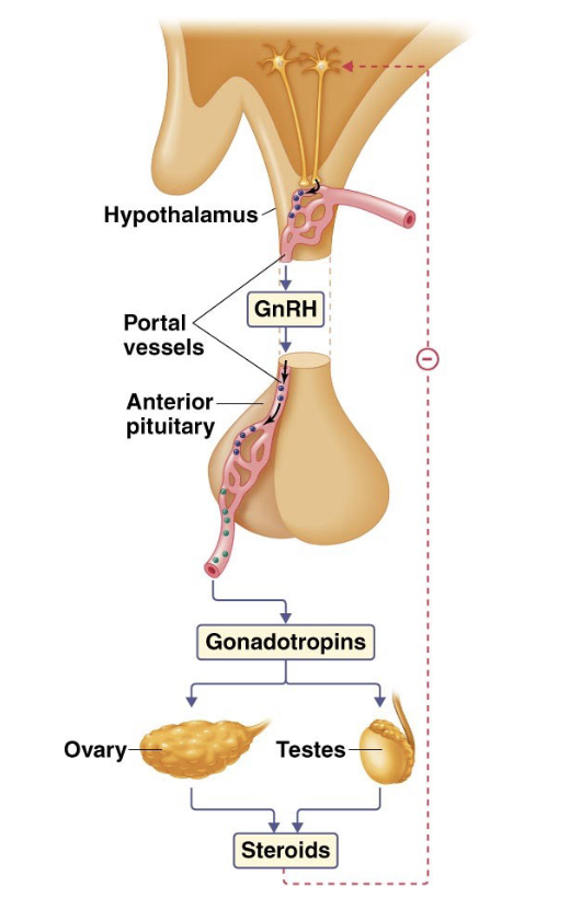 <ul><li><p>FSH</p><ul><li><p>follicle stimulating hormone (helps increase gamete numbers, more production)</p></li><li><p>follicle holds egg</p></li></ul></li><li><p>LH</p><ul><li><p>luteinizing hormone</p></li><li><p>forms corpus luteum from remains of follicle, increase production of gonad</p></li></ul></li><li><p>CG → mammals only (signals implantation so placenta will be created)</p><ul><li><p>chorionic gonadotropin, made by placenta, letter before indicates species</p></li><li><p>hCG = human</p></li><li><p>bCG = bovine</p></li></ul></li><li><p>GnRH controls release</p><ul><li><p>Gonadotropin Releasing Hormone (comes from hypothalamus)</p></li><li><p>releasing hormones come from hypothalamus, tropin = growth/increase (so more gonads produced)</p></li></ul></li></ul><p></p>