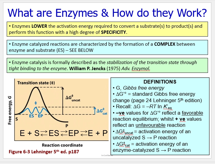 <ul><li><p>not entirely known, but many ideas which it may be a combo of</p></li><li><p>occurs via covalent & non covalent catalysis</p></li></ul><p>(RC diagram)</p><ul><li><p>chemical rxns have G changes over time from S=>P, having to overcome Ea via a TS. higher this is, the slower the rxn (& more unlikely to occur, too high energy to happen spontaneously)</p></li><li><p>TS doesnt exist for long, it forms then either forms substrate or product. determines deltaG for rxns (deltaG ts) = uncat</p></li><li><p>enzymes lower Ea by forming a complex ES (enzyme + substrate), then EP (enzyme + product), the G energies between which have much lower energies = cat</p></li><li><p>E + S <=> ES <=> EP <=> E + P. (all reversible, at eq)</p></li><li><p>this replaces the high E TS with a much lower one. making rxn much more favorable, likely to occur, and quicker therefore </p></li></ul><p></p>