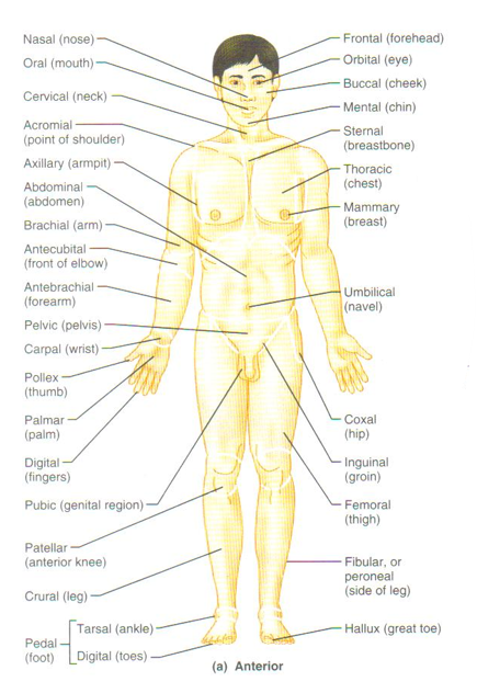 <p><em><br>Cephalic, Cranial, Frontal, Ocular/orbital, Nasa, Otic, Buccal, Oral, Mental, Facial, Cervical, Thoracic, Mammary, Abdominal, Umbilical, Axillary, Brachial, Antecubital, Antebrachial , Carpal, Palmar , Manual, Pollex , Femora, Patellar, Crural , Tarsal , Pedal , Hallux , Inguinal , Pubic , Digits</em></p>