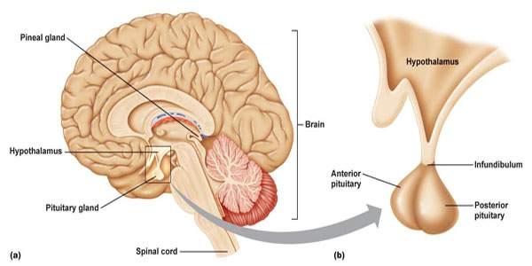 <p>Pituitary Gland </p>