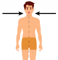<p><em>what directional term is this?</em></p>