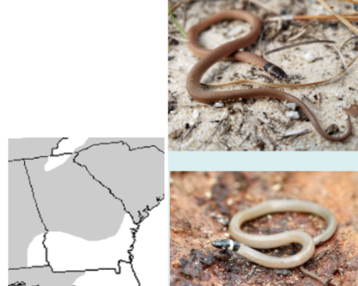 <ul><li><p><span style="background-color: transparent;">Family Colubridae</span></p><ul><li><p><span style="background-color: transparent;">Subfamily Colubrinae</span></p></li></ul></li></ul><p><span style="background-color: transparent;"><strong><em>Tantilla coronata</em> (</strong></span><strong>Southeastern Crowned Snake</strong><span style="background-color: transparent;"><strong>)</strong></span></p><ul><li><p><span style="background-color: transparent;">Northern ⅔ of GA but a little into coastal plain</span></p></li><li><p><span style="background-color: transparent;">insectivore</span></p></li></ul><p><span style="background-color: transparent;">ID:</span></p><ul><li><p><span style="background-color: transparent;">Small&nbsp;</span></p></li><li><p><span style="background-color: transparent;">Dark head with light ring around neck behind eyes</span></p></li><li><p><span style="background-color: transparent;">Lighter body sometimes</span></p></li></ul><p></p>