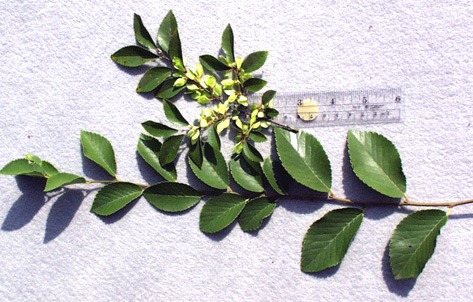 <p>scientific name</p>