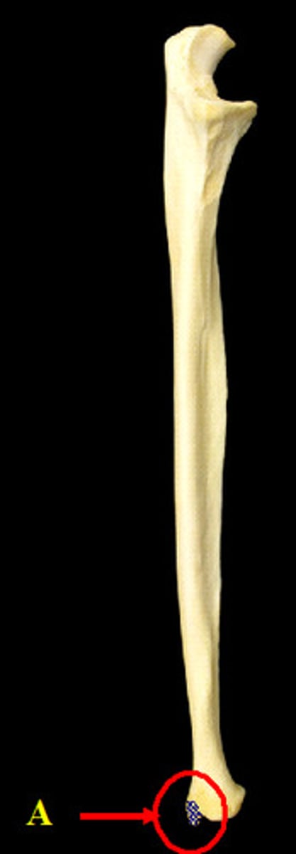 <p>pointy projection on the distal end of ulna</p>