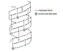 <ul><li><p>2 hydrogen bonds on each amino acid</p></li><li><p>H bond between N<strong>H </strong>(h donor) and carbonyl (H acceptor) of adjacent amino acids</p></li><li><p>neutralizes polarity of protein core</p></li><li><p>h-bonding occurs ONLY on backbone</p></li></ul><p></p>