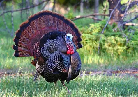 <p>Wild Turkeys</p>