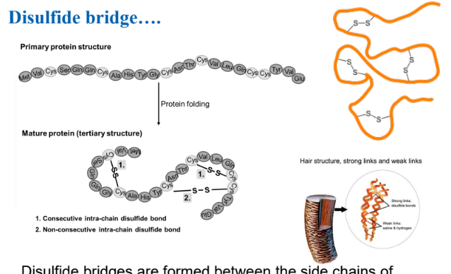 <p>A strong covalent bond (-S-S-) formed between the sulfur atoms of two cysteine amino acids in a protein</p><p>Causes curly hair; the chemical found in perms breaks disulfide bridges</p>