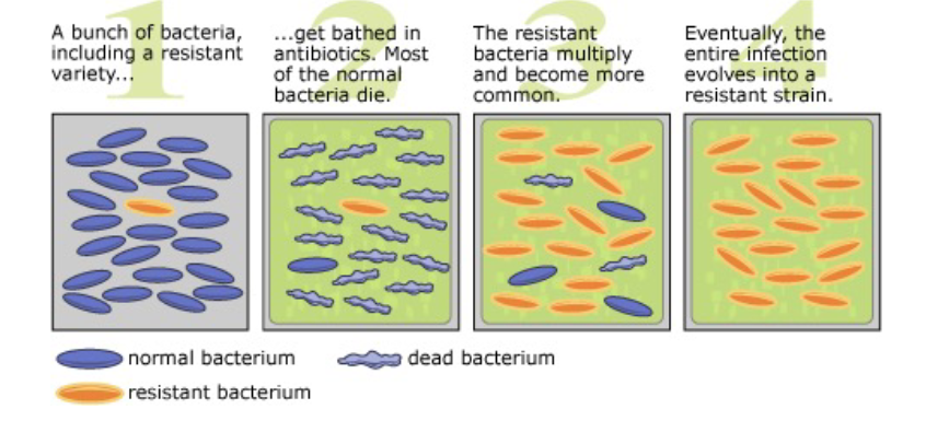 <p>1. bunch of bacteria including a resistant variety</p><p>2. get bathed in antibiotics. Most of the normal bacteria die</p><p>3. The resistant bacteria multiply and become more common</p><p>4. Eventually, the entire infection evolves into a resistant strain</p>
