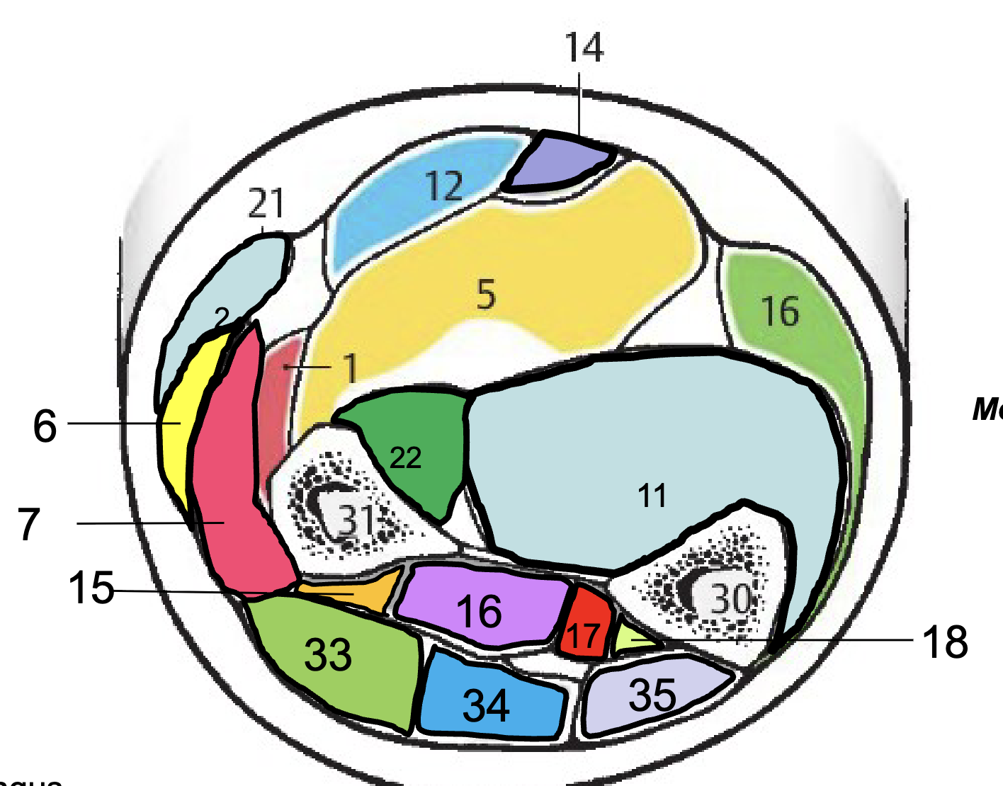 <p>LABEL ALL POSTERIOR MUSCLES CROSS-SECTION</p>