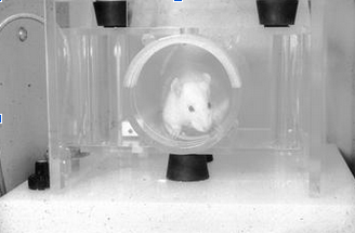 <p>acoustic startle test </p>