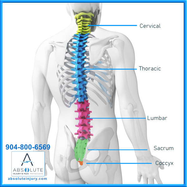 <p>within the pelvis; 5 vertebrae fused together into the sacrum </p>