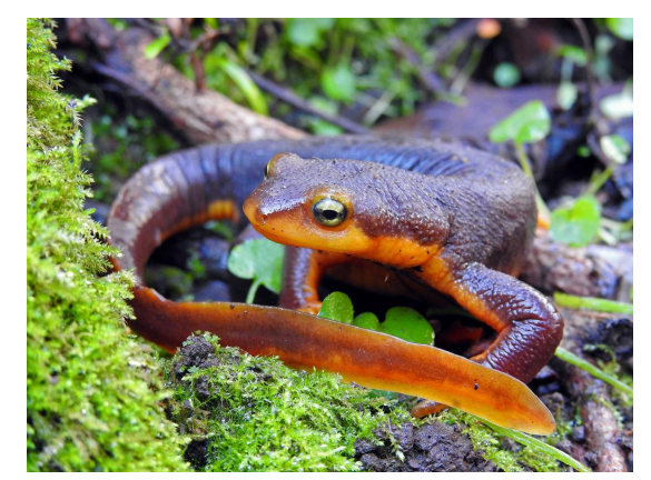 <p>name this animal</p>