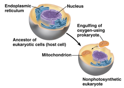 <ul><li><p>Photosynthetic prokaryotes filled our atmosphere with oxygen</p></li><li><p>A large cell engulfed a small cell that could use oxygen to produce large amounts of energy</p><ul><li><p>Benefit to host: high levels of ATP production</p></li><li><p>Benefit to small cell: protection, large supply of nutrients</p></li></ul></li><li><p>Host and endosymbiont merge, eventually leading to a eukaryotic cell that contains mitochondria</p></li></ul><p></p>