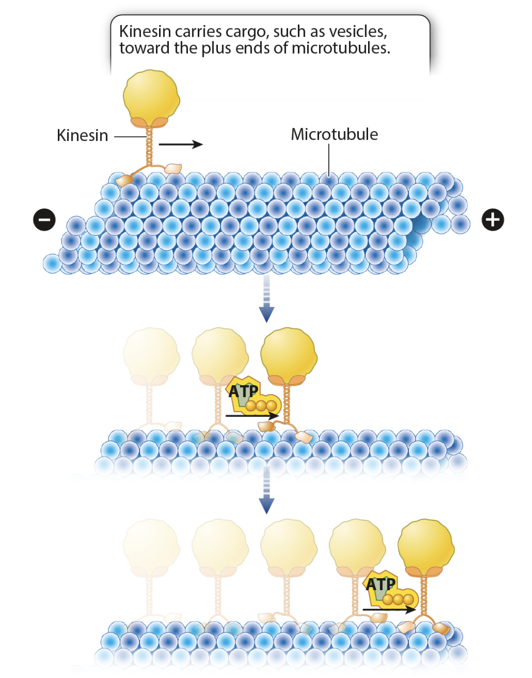<p>In nerve cells, the centrosome is located near the nucleus. Vesicles move from near the nucleus to the end of long extensions (axons) along microtubules. Based on these two facts, it is possible to conclude that these vesicles are moving in the <span style="line-height: inherit; font-size: inherit;">_____</span> direction on the microtubule using the motor protein _____. Click to view full size.</p>