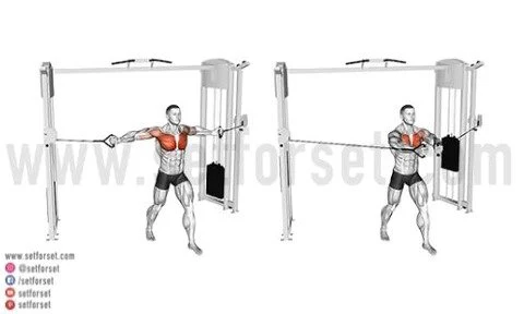 <p>Upper chest</p>