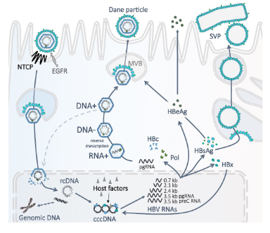 <p>- HBV acts like a stealth virus early in infection and remains undetected by innate immune system sensors - spreads until onset of adaptive immune response several weeks after infection</p><p>.</p><p>Relative invisibility of HBV to innate sensing machinery of cells reflects its replication strategy:</p><p>- Transcriptional template - cccDNA - is sequestered in cell nucleus</p><p>- Capped and polyadenylated viral mRNA is produced that resembles normal cellular transcripts</p><p>- Replicating viral genome is sheltered within viral capsid in the cytoplasm - does not trigger an innate immune response</p><p>.</p><p>- Virus replication is controlled when CD8+ CTL enter liver, recognize antigen, kill infected cells and secrete IFNgamma</p>