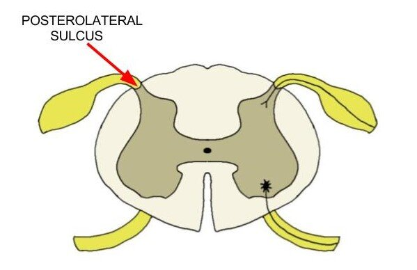 <p>bottom dorsal nerve connection</p>