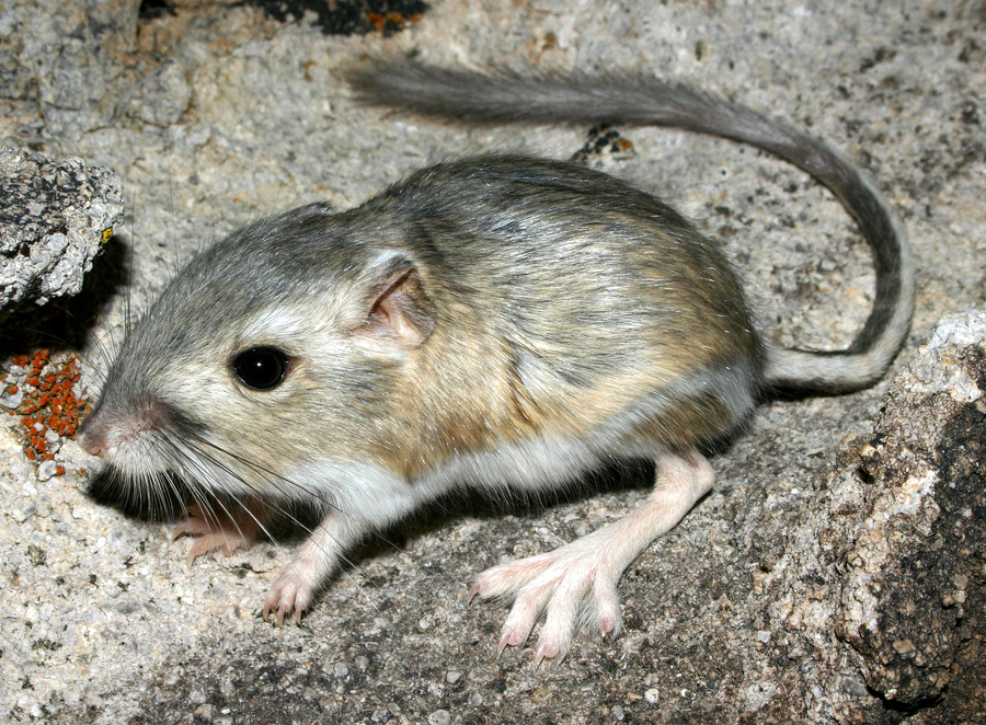 <p>Heteromyidae</p><p>Dipodomys merriami (kangaroo rats / 3) </p>