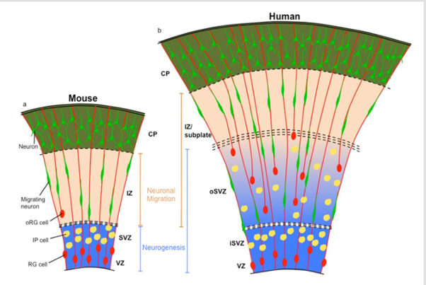 <ul><li><p><strong>Radial glia</strong> = neurale stamcellen → produceren neuronen → migratie langs radiale uitlopers (<strong>radiale migratie</strong>)</p></li><li><p><strong>Intermediate progenitors</strong> → neuronen → migreren naar boven in golven → vormen lagen (binnen → buiten)</p></li><li><p><strong>Mens vs muis</strong>:</p><ul><li><p><strong>Muis</strong>: 4 lagen, radial glia aan buitenkant cortex</p></li><li><p><strong>Mens</strong>: 6 lagen, <strong>OSVZ</strong> = grote neurogene zone met <strong>outer radial glia (ORG)</strong></p><ul><li><p>ORG amplificeert neuronen, migreert radiaal en tangentiëel</p></li><li><p>Vormt geconcentreerde migratiegolven → mogelijk sulci &amp; gyri</p></li><li><p><span>ze springen steeds een stukje en daarna delen ze!!</span></p></li></ul></li></ul></li><li><p><strong>Migratiepatronen mens</strong>: radiaal + tangentieel → complexere cortex, hoge neuronendichtheid</p></li></ul><p></p>
