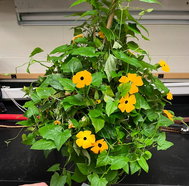 <ul><li><p>winged petiole</p></li><li><p>lightly serrated</p></li><li><p>orange to yellow flowers</p></li></ul><p></p>