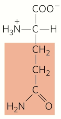 <p>glutamine</p><p>polar</p><p>hydrophilic</p><p>amphipatic</p><p>uncharged r group</p>