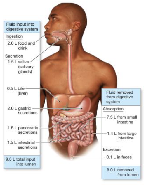 <ul><li><p>Involves movement of large volumes of fluid into the lumen (volume entering matches volume leaving)</p></li><li><p>Approximately 2L of fluid is consumed and body secretes 7L of fluid into GI tract; most is reabsorbed (if not dehydration)</p></li></ul><p></p>
