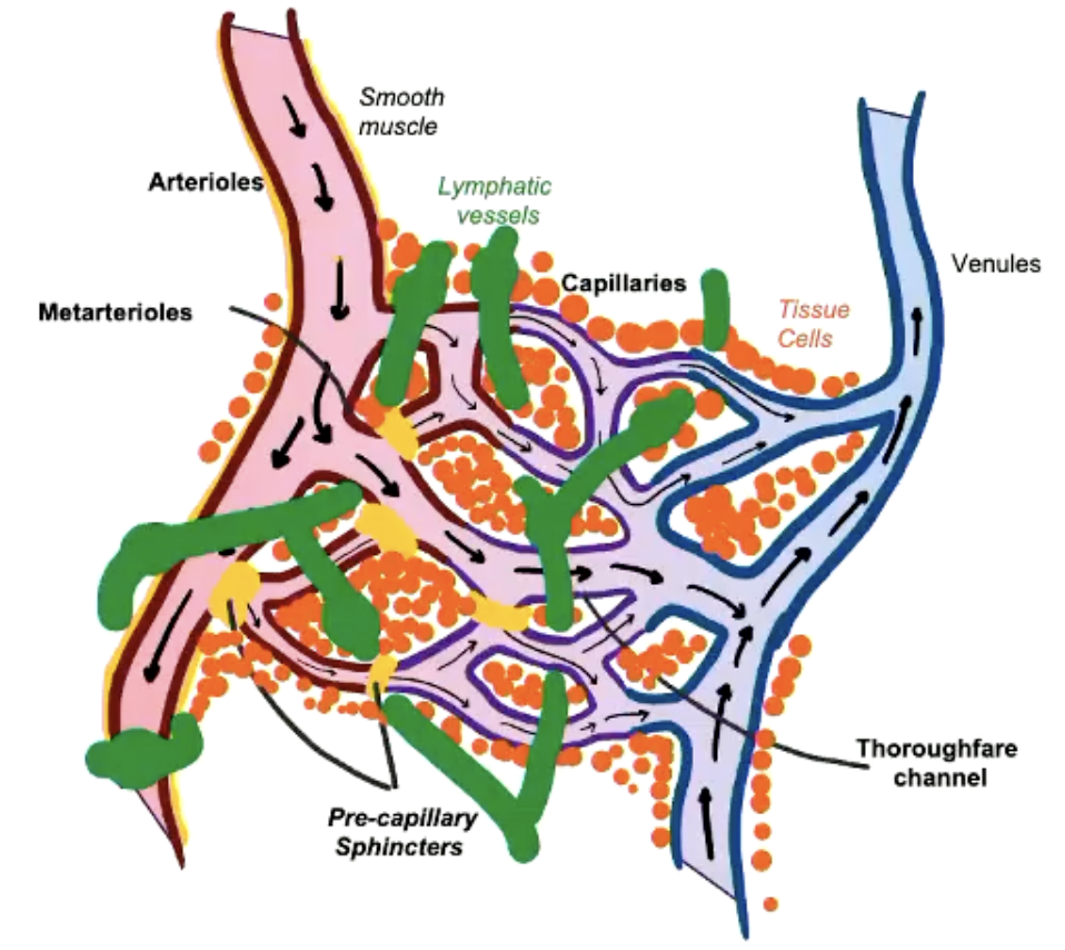 <p>Pre-capillary sphincters</p><ul><li><p>smooth muscle that controls the flow into the capillary beds</p></li><li><p>regulated by local factors</p></li></ul><p>Interstitial fluid:</p><ul><li><p>between plasma and cells</p></li></ul><p>Lymph vessels:</p><ul><li><p>important for fluid uptake</p></li></ul><p></p>