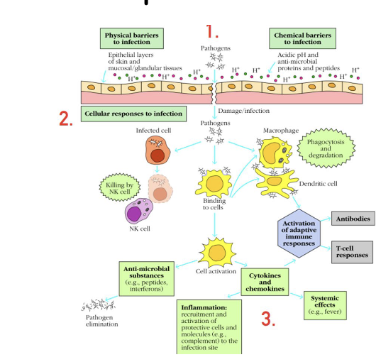 <ol><li><p>Anatomical barrier<br>-Physical barrier<br>-Chemical barrier</p></li><li><p>Cell <br>-Phagocytic cell<br>-Dendritic cell<br>-NK cells, ILC</p></li><li><p>Soluble proteins<br>-Complement<br>-Cytokines, Chemokines<br>-Anti-microbial substances</p></li></ol><p></p>