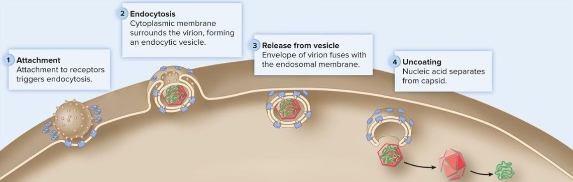 <ul><li><p>mechanism of penetration in which viruses capitalize on receptor-mediated endocytosis, a normal cellular process</p></li><li><p>viruses bind to receptors that trigger endocytosis</p></li></ul><p></p>