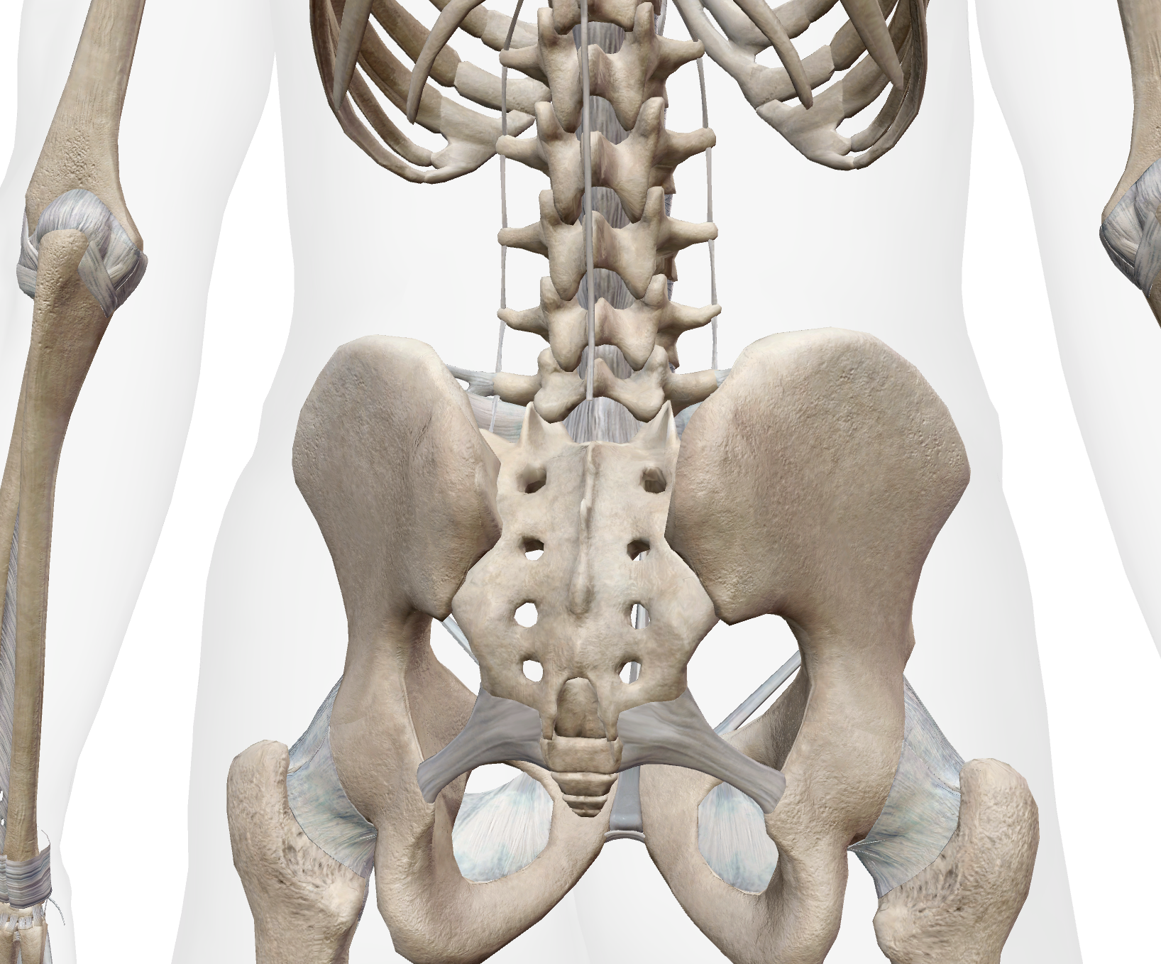 <p>Where is the Coccyx?</p>