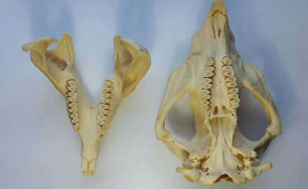 <p>what condition is depicted in the lower incisors of the skull?</p>