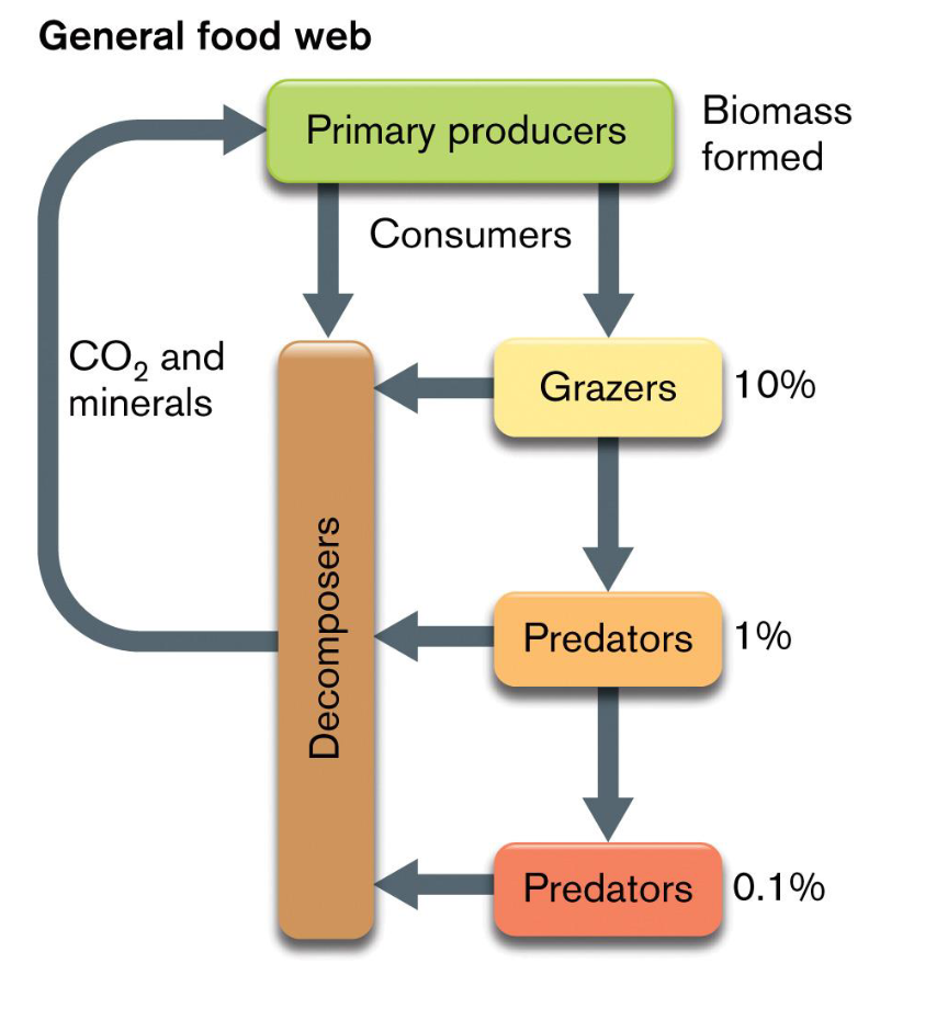 <ul><li><p>Microorganisms form the hidden foundation of food webs. </p></li><li><p>Essential nutrients such as carbon are limited and must be recycled. </p></li><li><p>Microorganisms help decompose organic matter and recycle nutrients, supporting other organisms.</p></li></ul><p></p>