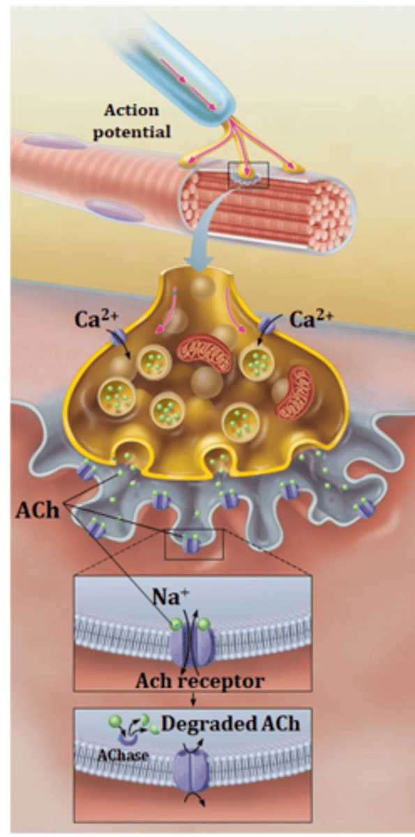 <p>1.Action potential arrives at the axon terminal</p><p>2.Voltage-gated calcium (Ca2+) channels open</p><p>3.Calcium (Ca2+) enters motor neuron</p><p>4.Acetylcholine (ACh) is stimulated to be released into synaptic cleft</p><p>5.ACh diffuse and binds to ACh receptors on sarcolemma</p><p>6.ACh binding open sodium (Na+) chemical gates allowing sodium (Na+) to enter the muscle cell causing an end plate potential</p><p>7.Acetylcholinesterase (enzyme) degrades ACh</p>
