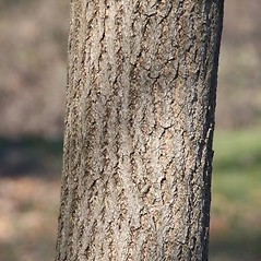 <p>Sassafras albidum</p>
