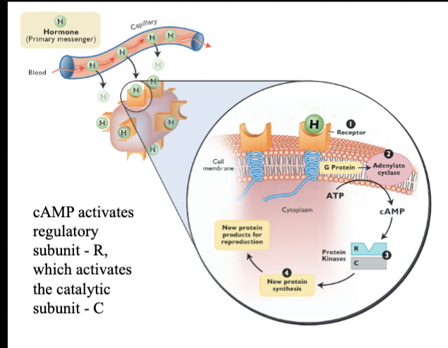 <ol start="3"><li><p>protein kinase activation</p></li></ol><ul><li><p>control enzymes</p></li><li><p>activate other enzymes in cytoplasm that convert substrates into products</p></li><li><p>regulatory and catalytic subunits</p></li></ul><p></p>
